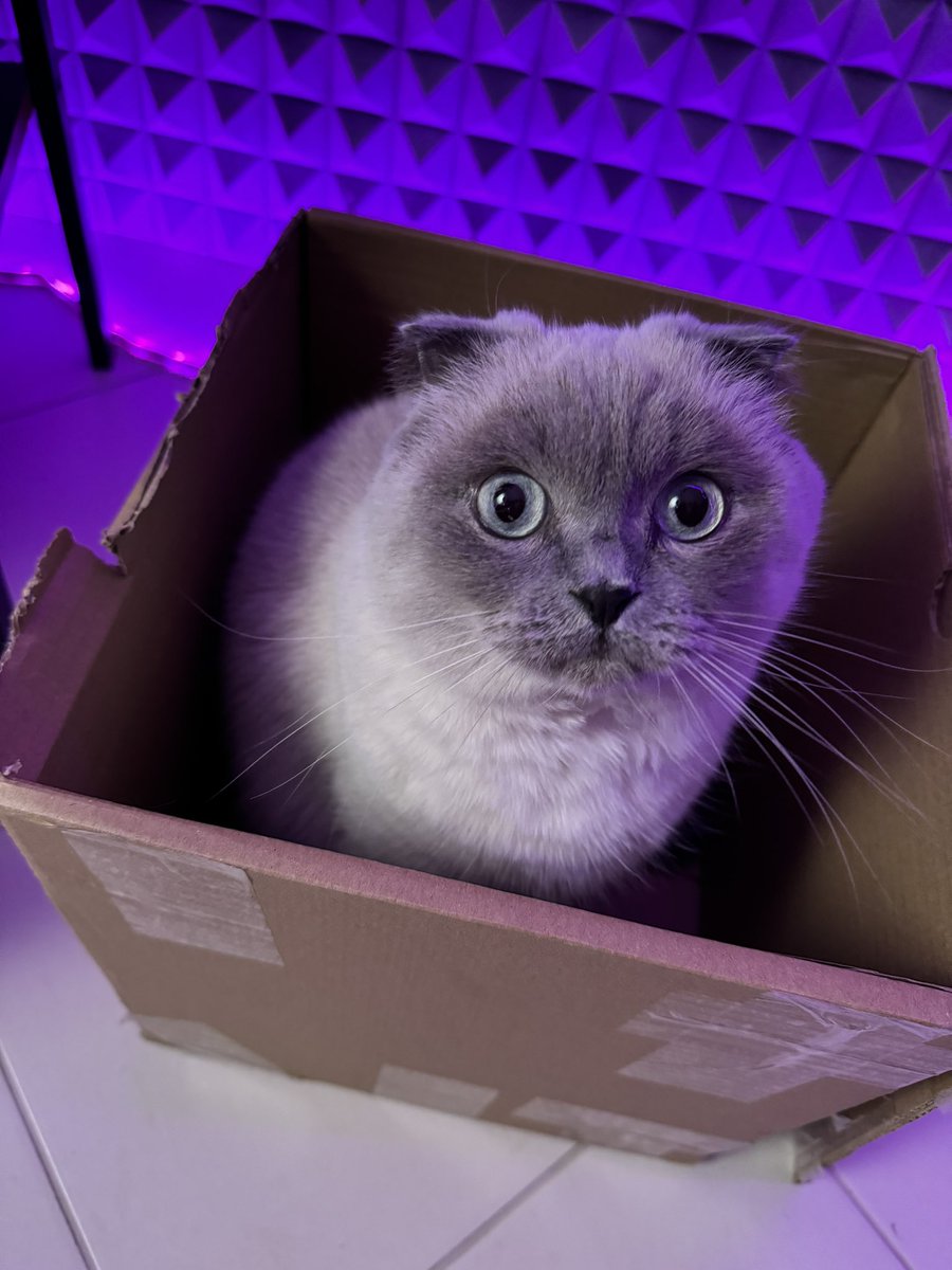 📦 🐱