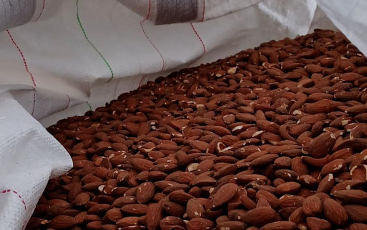 España importa almendras de Estados Unidos con un alto nivel de infestación por aflatoxinas B1

hortoinfo.es/espana-importa…