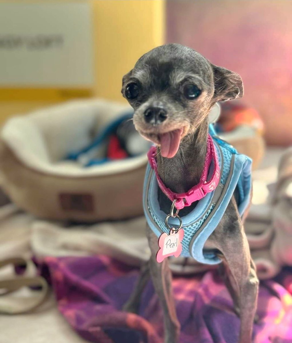 Muttville Senior Dog Rescue, San Francisco tweet media