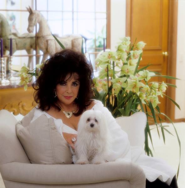 With Elizabeth, there was never a furry friend far behind. 📸: Herb Ritts (first photo), Firooz Zahedi (second photo) Fourth photo by Mario Casilli / MPTV Images ⁠ #elizabethtaylor #cutedogs #FiroozZahedi #HerbRitts