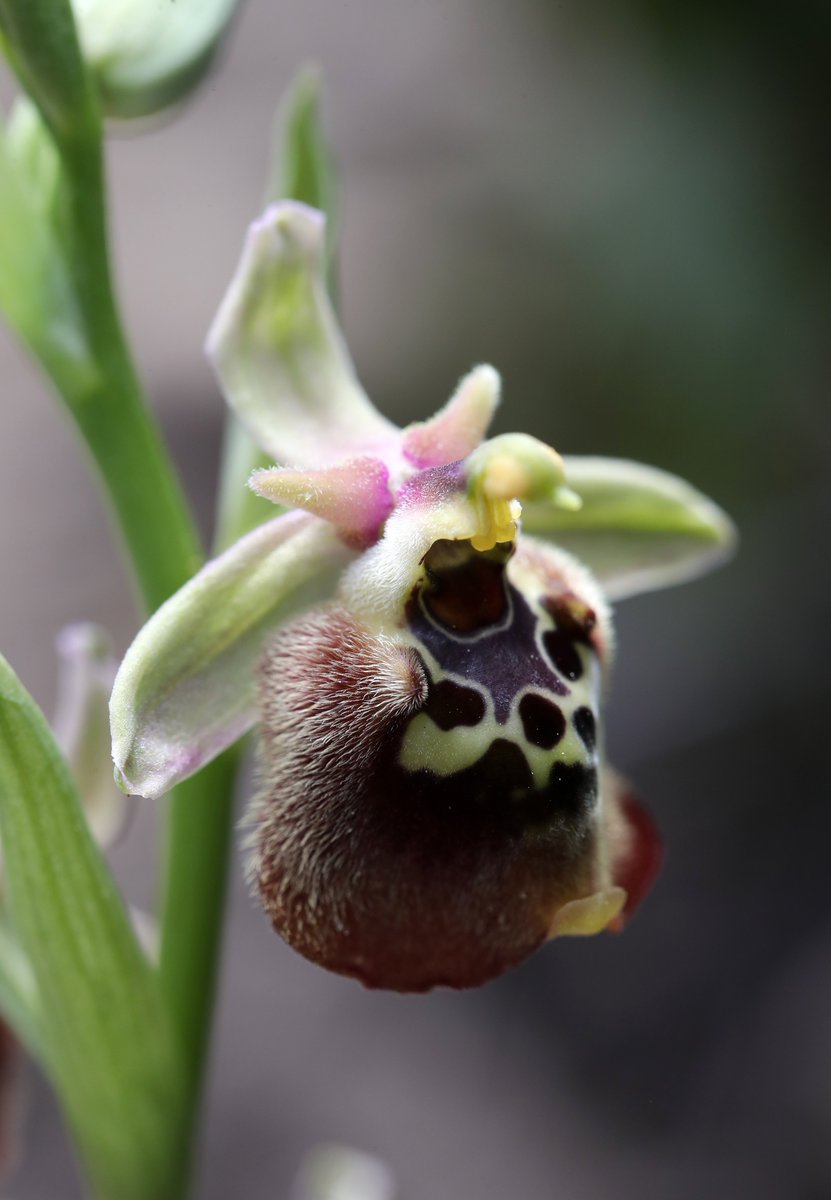 It's been another memorable day for our Orchids of Rhodes tour, starting with Ophrys lucis a couple of miles from our hotel, ending with two extraordinary hybrids (more on them soon), all via many other orchids, including this lush Ophrys halia found by tour leader @thenewgalaxy.