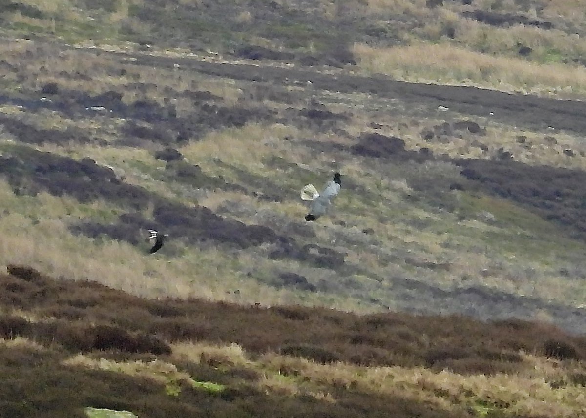 Adult male Hen harrier over North Yorkshire moors today @nybirdnews @teesbirds1 @teeswildlife @Natures_Voice @DurhamBirdClub
