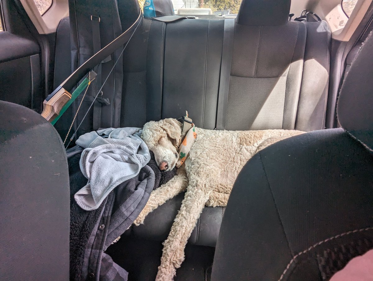 Rockdoge tweet media