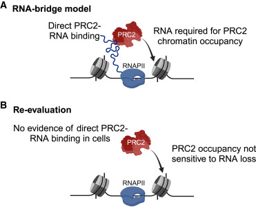 New preview 📰 out in @MolecularCell w/ @_MathiasLN ! 'The links are still missing: Revisiting the role of RNA as a guide for chromatin-associated proteins', which discusses the recent studies by @mitchguttman @DavidovichLab @RegGenomics out this month authors.elsevier.com/a/1it8J3vVUPRl…