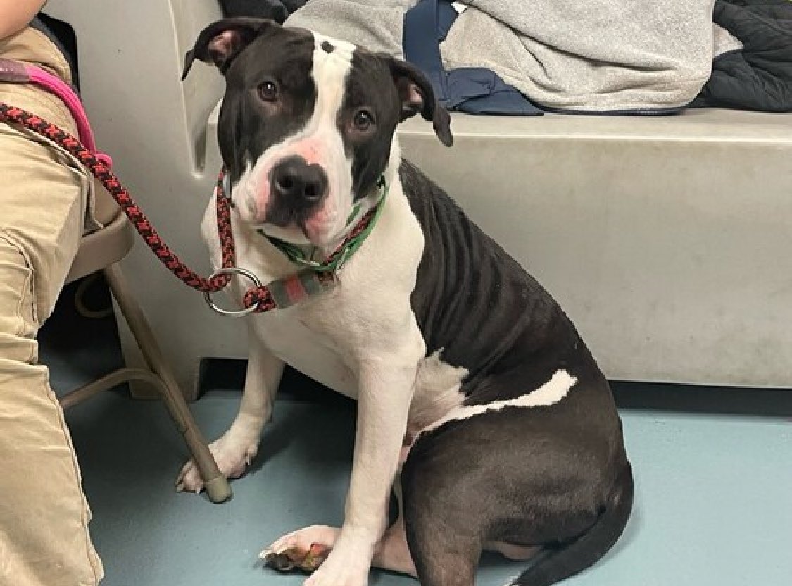 Poor Duke 196260 will lose his life Saturday in NYCACC due to his 'high level of fearfulness and being avoidant of any form of interaction'. It shouldn't be allowed, but it is. His owner evicted, this handsome 3yo arrived March 22 and is whale eyed and nervous, preferring to stay