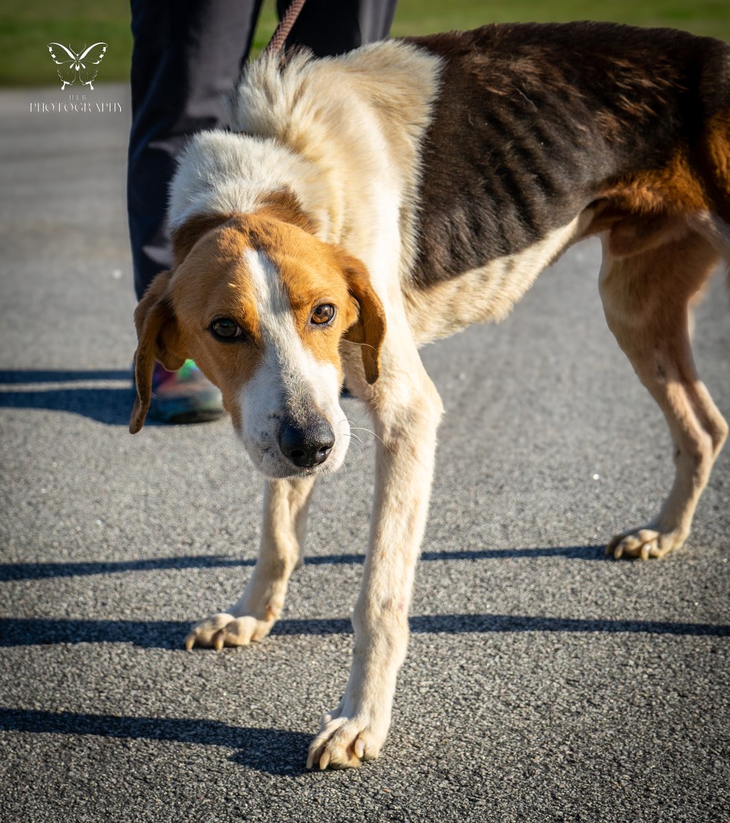 Sneak peak $5 Fri!
About to be euthanized after being rescued from a hoarding situation,10 yo senior Briar has little hope of rescue.
Heartworm positive & malnourished, mom is not letting him die w/o knowing love♥️.
Any donations this week will help Briar. rescuecoop.org/donate