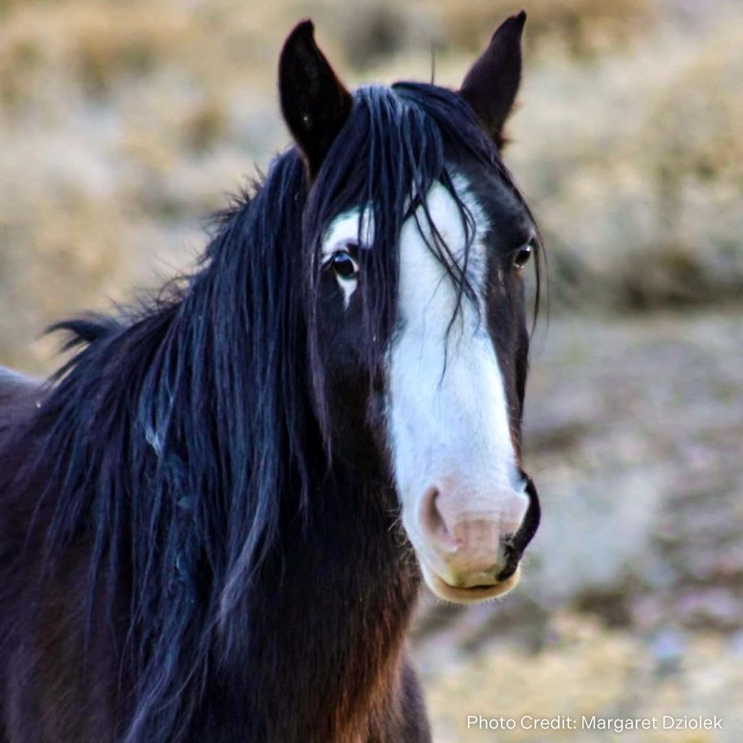 Nodin, a Virginia Range band stallion, has one of the most unique face markings we've seen! Check out the white under his eye! Photo by @MargaretDziolek / @WildHorseConnection