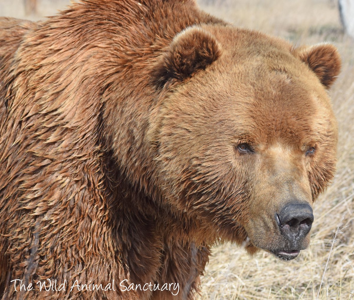 Picture Of The Day!
Location: The Wild Animal Sanctuary, Keenesburg, CO.

Rescue Kodiak Grizzly Bear, Jake, takes a photogenic moment after enjoying a swim in his pool.

#TheWildAnimalSanctuary #wildanimalsanctuary #Colorado #sanctuary #rescuedKodiakGrizzlyBear #GrizzlyBear