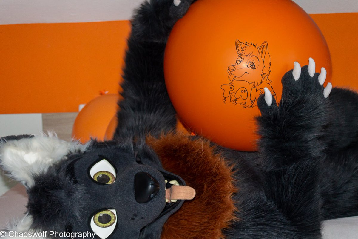 Wanna play with me on this #FursuitFriday ? 🧵 @whitewingsuits 📸 @chaoswolfphoto CHECK out my NEWS Channel: t.me/chaoswoelfin_o… • #furry #furryfandom #FursuitEveryday #ballon #Balloons