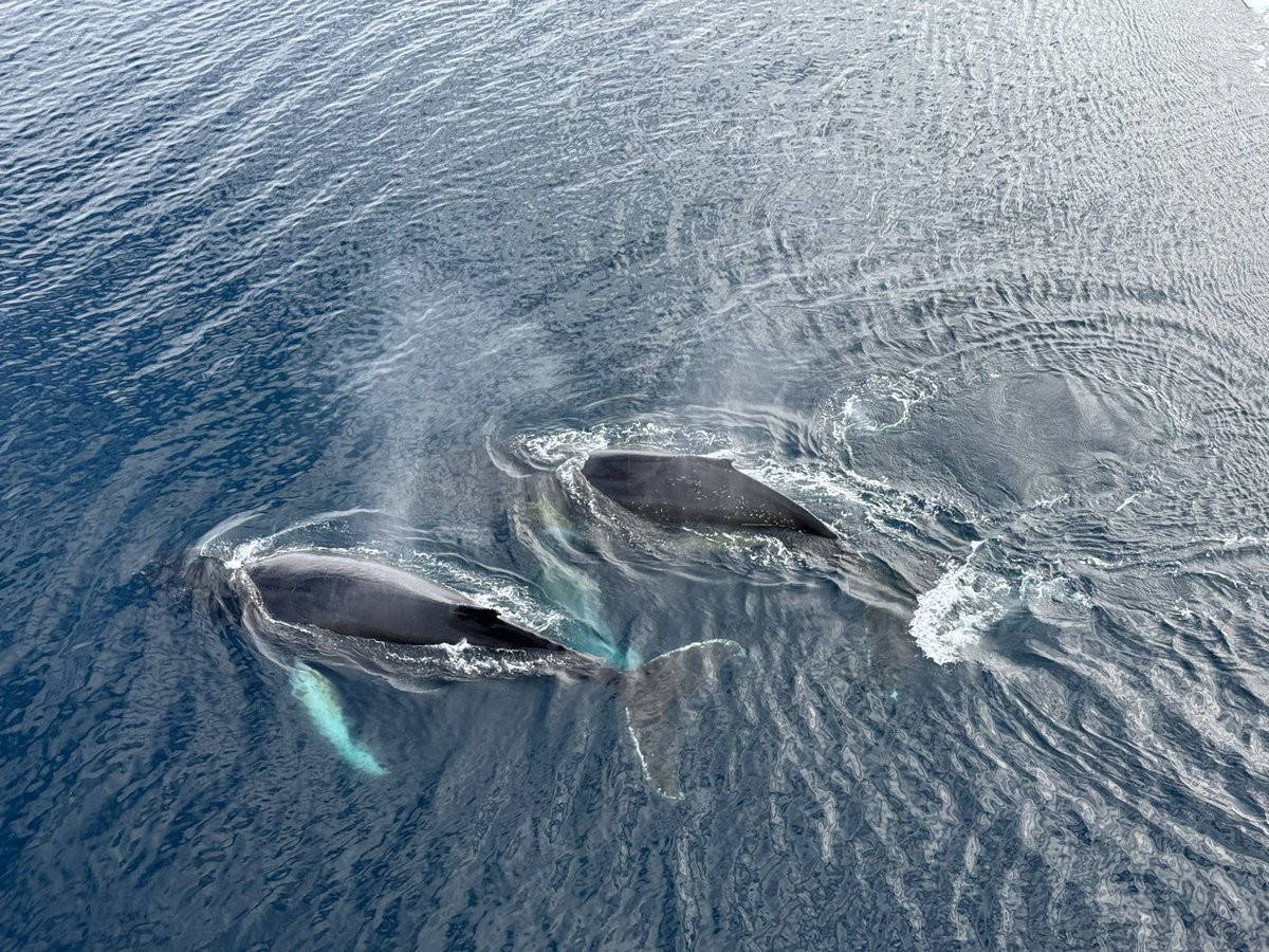 Ali Smets tweet media