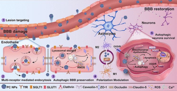 endothelialnews's tweet image. 🔬 Scientists developed a myricetin oligomer-derived #nanostructure doped with Ce to bypass the 🧠 blood-brain barrier which was cointermediated by glucose transporters and iron transporters.

@acsnano | bit.ly/3U4C8gM