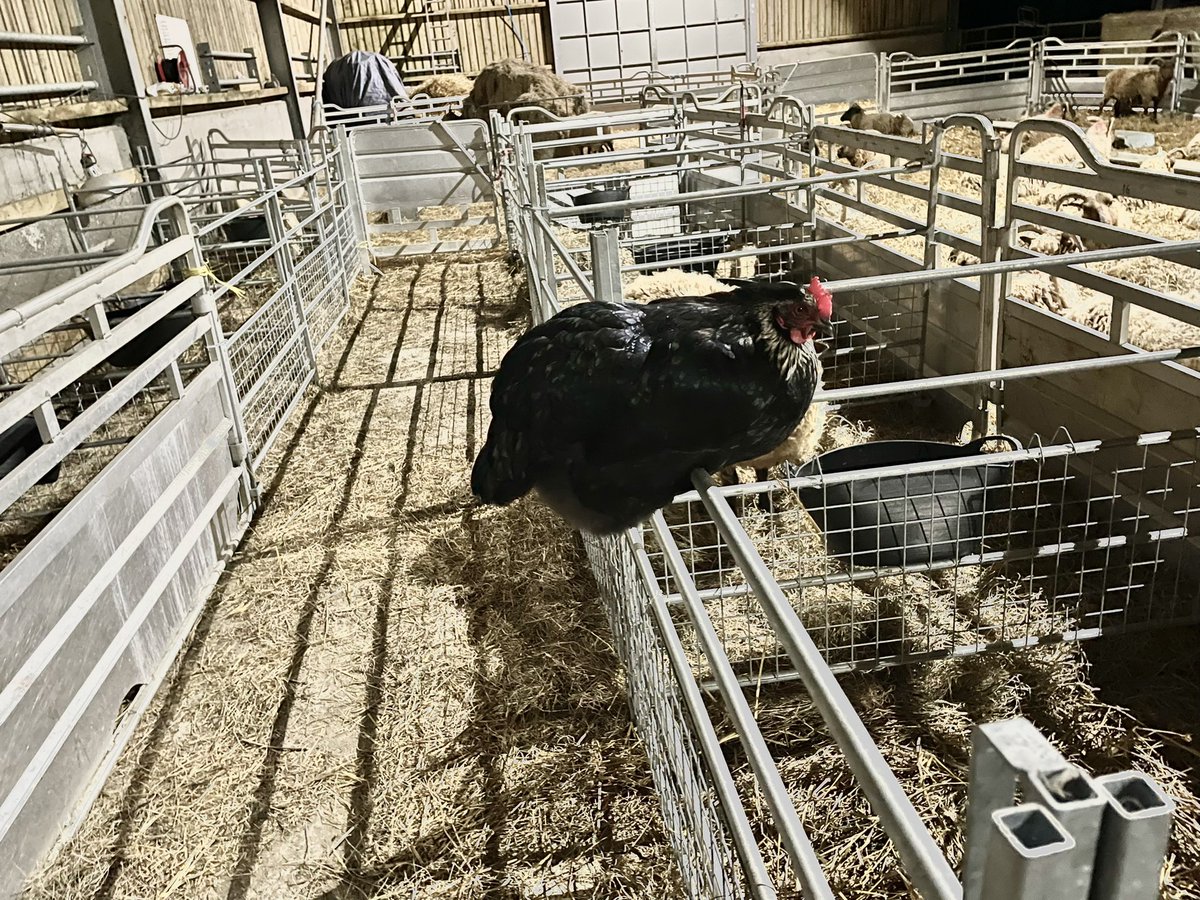 Still have my night time assistant- she has been in the lambing shed every night! I would have thought she would’ve picked the top of the big hay bales but she chooses to be down with the pens #funnyhen #nightcompanion #farming #lambing #isleofman