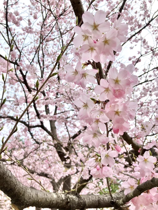たぶんそめいよしのではないやつ明るさ以外いじってないからピンクがだいぶ濃いのだおはようございます色々あってくたびれてますがとりあえず今日を乗り切れば春休み勝ったようなもんです 