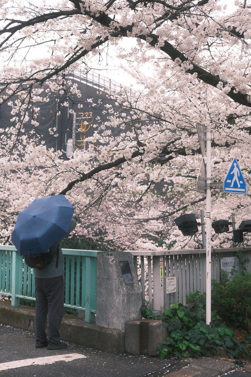 クラシックネガで桜を撮るとマゼンタに染まる。