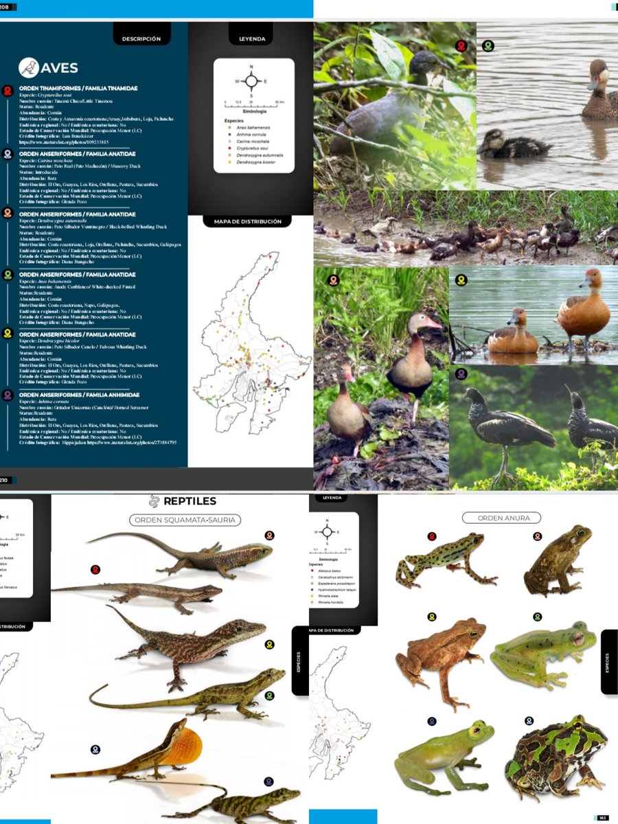 #Guayas suma esfuerzos para difundir su sorprendente #biodiversidad. El nuevo libro de <a href="/INABIO_EC/">INABIO.EC</a> y de <a href="/PrefGuayas/">Prefectura del Guayas</a> sistematiza e ilustra la belleza de sus anfibios, reptiles y aves. Disponible para su libre distribución en: inabio.biodiversidad.gob.ec/books/