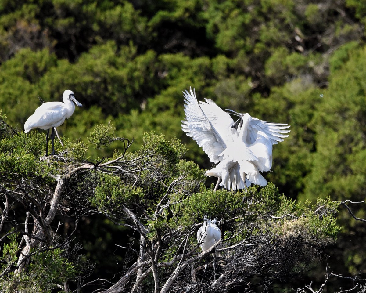 Lovin Spoonful! Juvenile Royal spoonbills mobbing an adult at feeding time under a watchful gaze. #wildoz #ozbirds #royalspoonbill