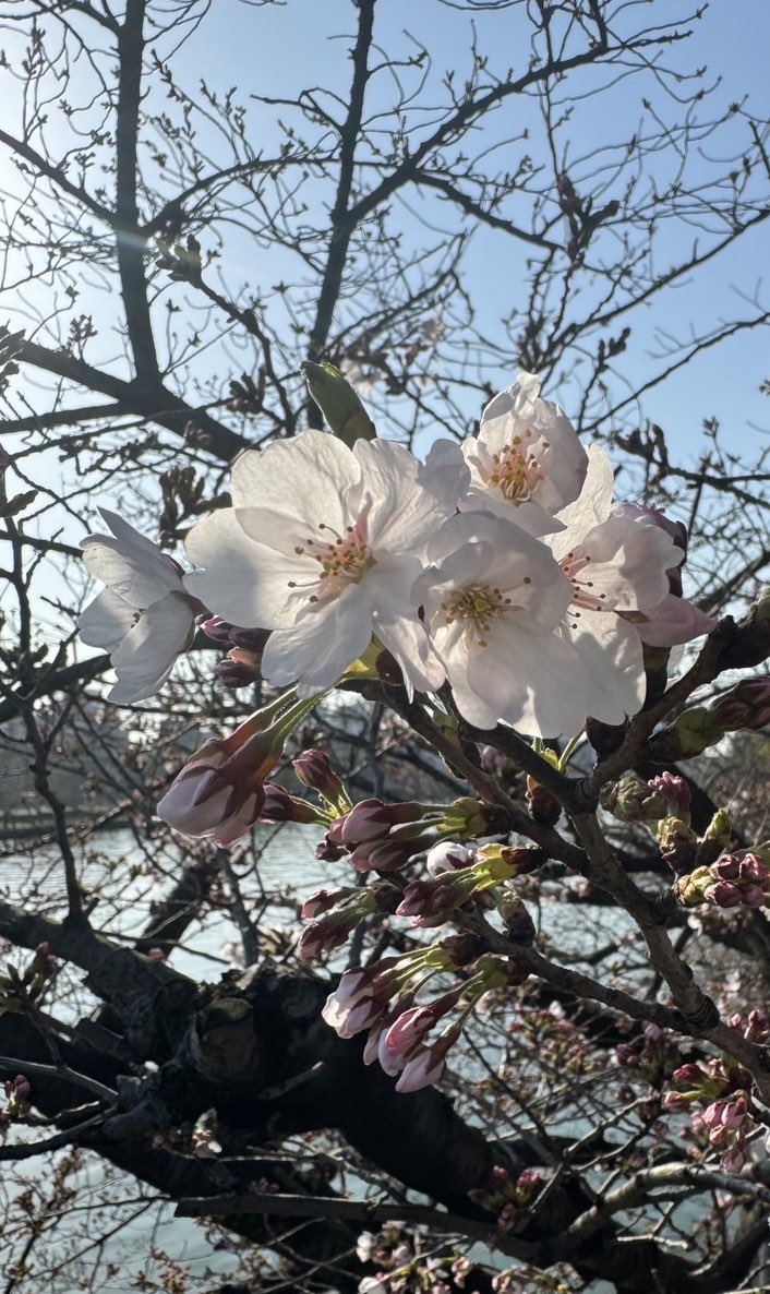 お散歩日和😊 桜いっぱい咲いてる🌸