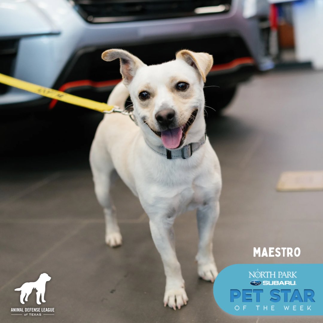 Meet Maestro 🤓 He’s our North Park Subaru Pet Star of the week! His adoption fee is covered by North Park Subaru. Come visit Maestro at our Paul Jolly campus! Open daily from 11am - 7pm. See you there! #ADLTexas