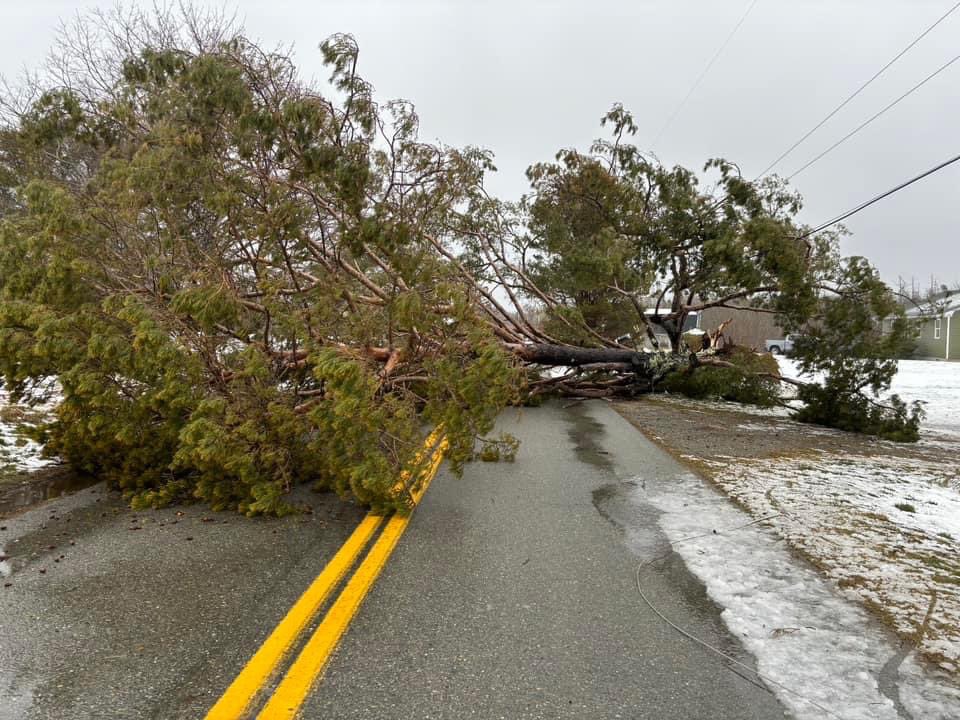 Trees down from gusts over 90 km/h in my neighbourhood. Sluice Point, NS. #NSStorm

*not my photos*