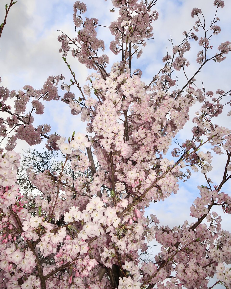 Cherry blossom season 🥹🌸