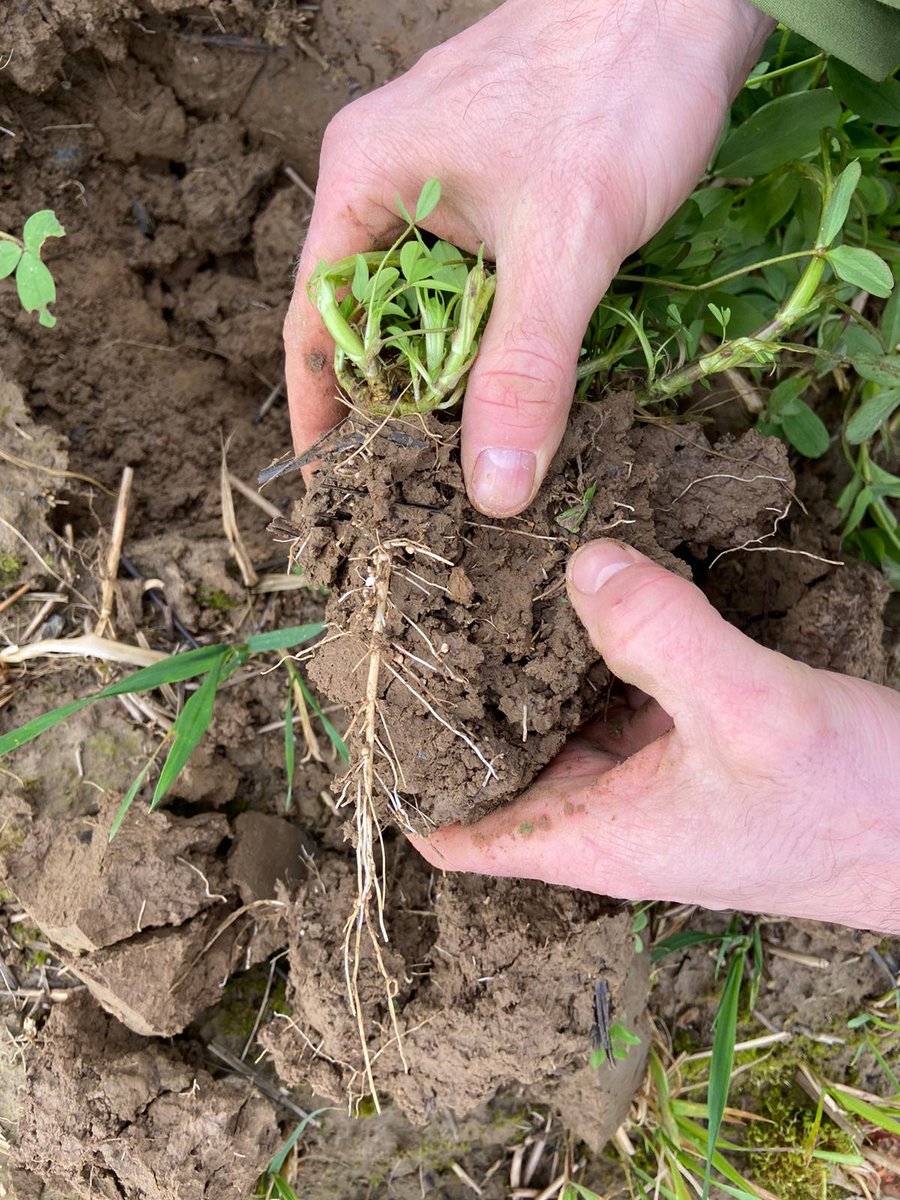 GreefRoeland's tweet photo. Incarnaatklaver als lange groenbemester, stikstof pompen... Wanneer gaan we dit eindelijk mogen meezaaien in vlaamse groenbemesters? #bodemleven #kringlooplandbouw #groenbemesters https://t.co/2Yo0CIwP0V