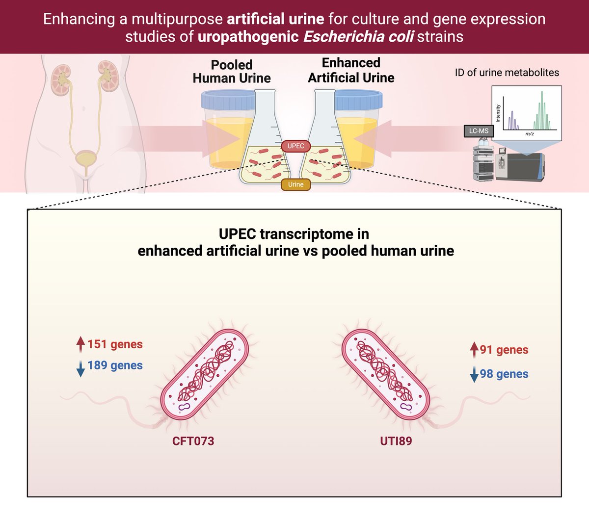 Ever wondered how well artificial urine media reflect the real thing? Here Trish used metabolomics, transcriptomics, and bacterial growth profiling to improve the formulation. 📄🍾