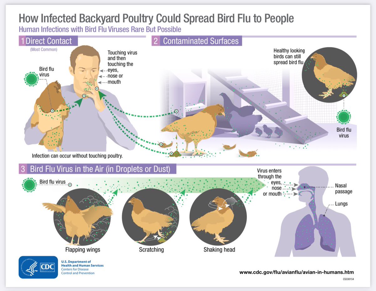 CDC’s updated website info on bird flu— 📌“Human infections with bird flu viruses have most often occurred after close or lengthy unprotected contact (i.e., not wearing gloves or respiratory protection or eye protection) with infected birds or places that sick birds or their