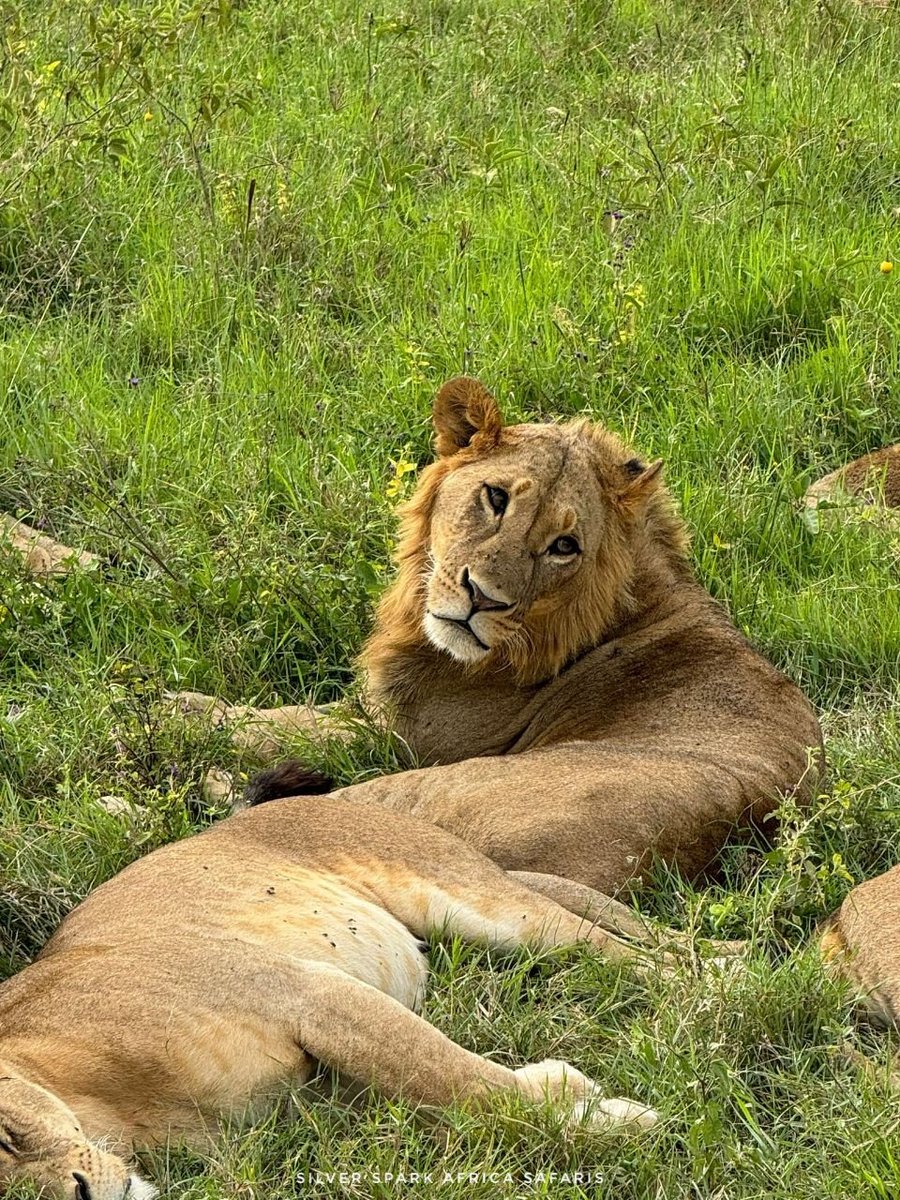 The look of a satisfied king, so relaxed. Despite King  dominating, a lioness is an integral part of the pride.

📸:Lion~ Lake Nakuru National Park 📌 

#lioness #Kenya #gamedrive #safaris #SilverSparkAfrica #tembeakenya #tourpackage #traveling #Safariworld #Magicalkenya