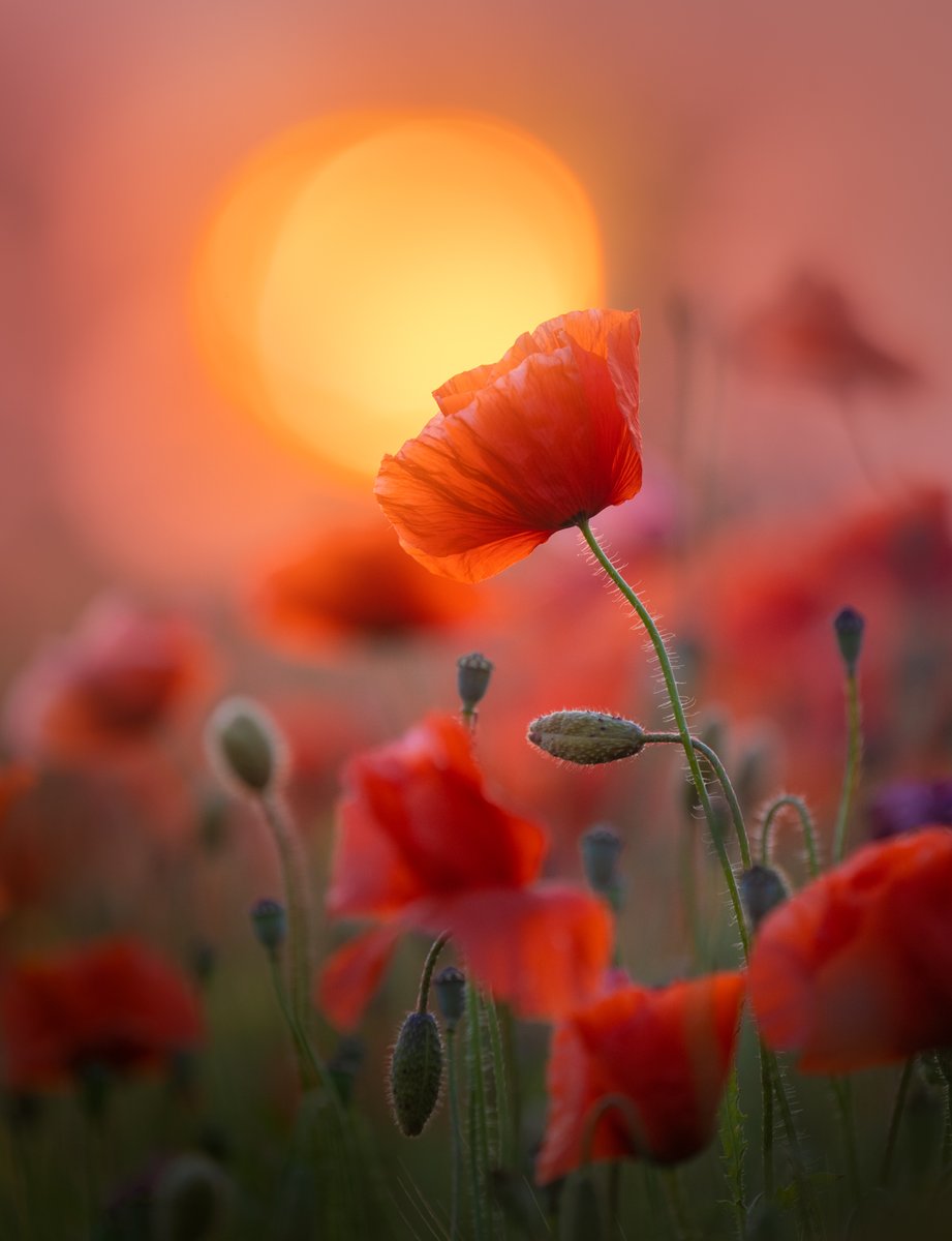 Monica AS tweet media