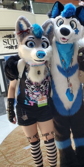 Suka Husky tweet media
