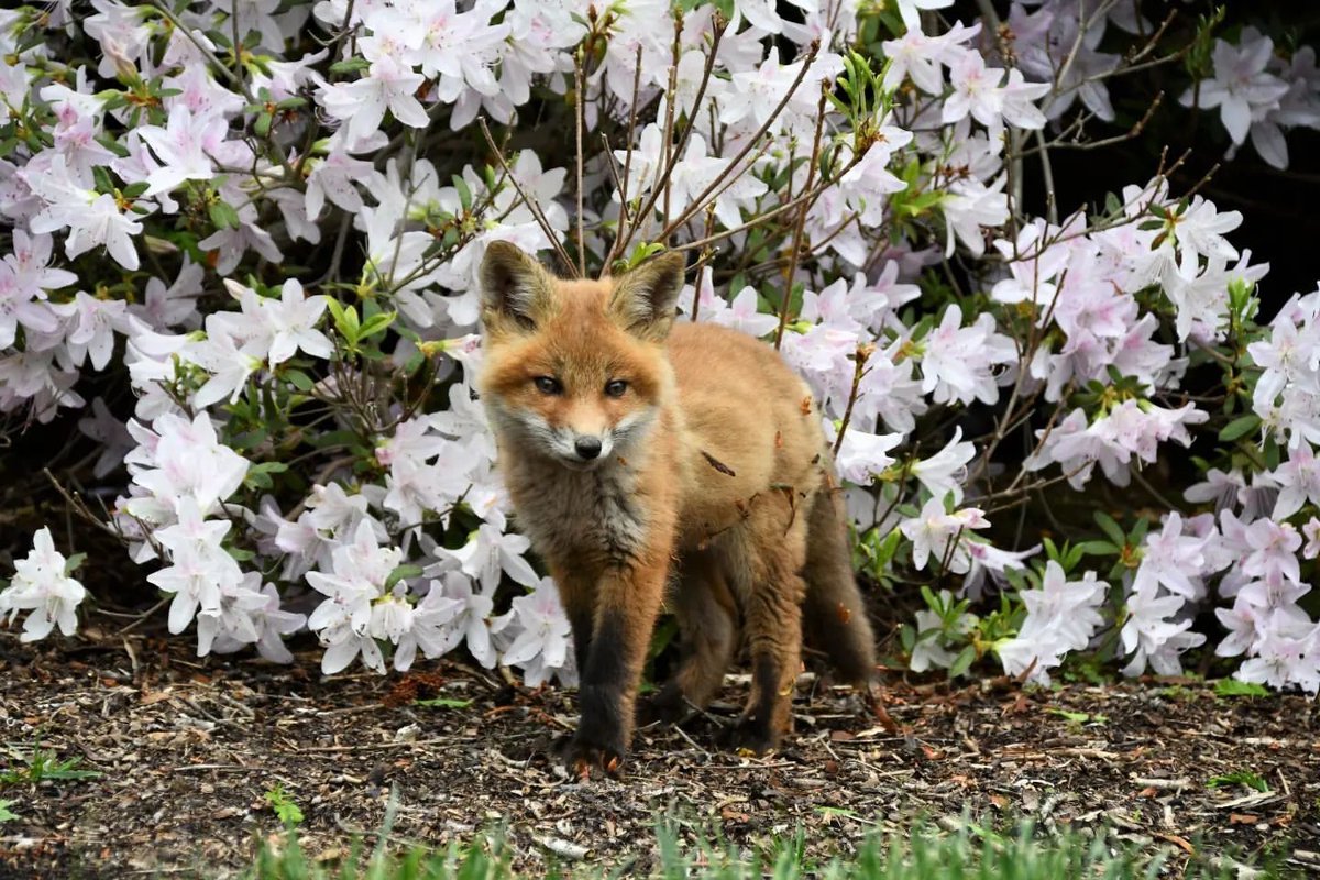 A wildly cute way to start your Sunday.

Get outdoors and celebrate #EarthMonth with us (and all of our furry friends) at Winterthur!

winterthur.org/visit/plan-you…

#WinterthurMuse #AmericasGardenCapital #Nature #Fox #VisitWilm #InWilm #VisitPhilly #BrandywineValley