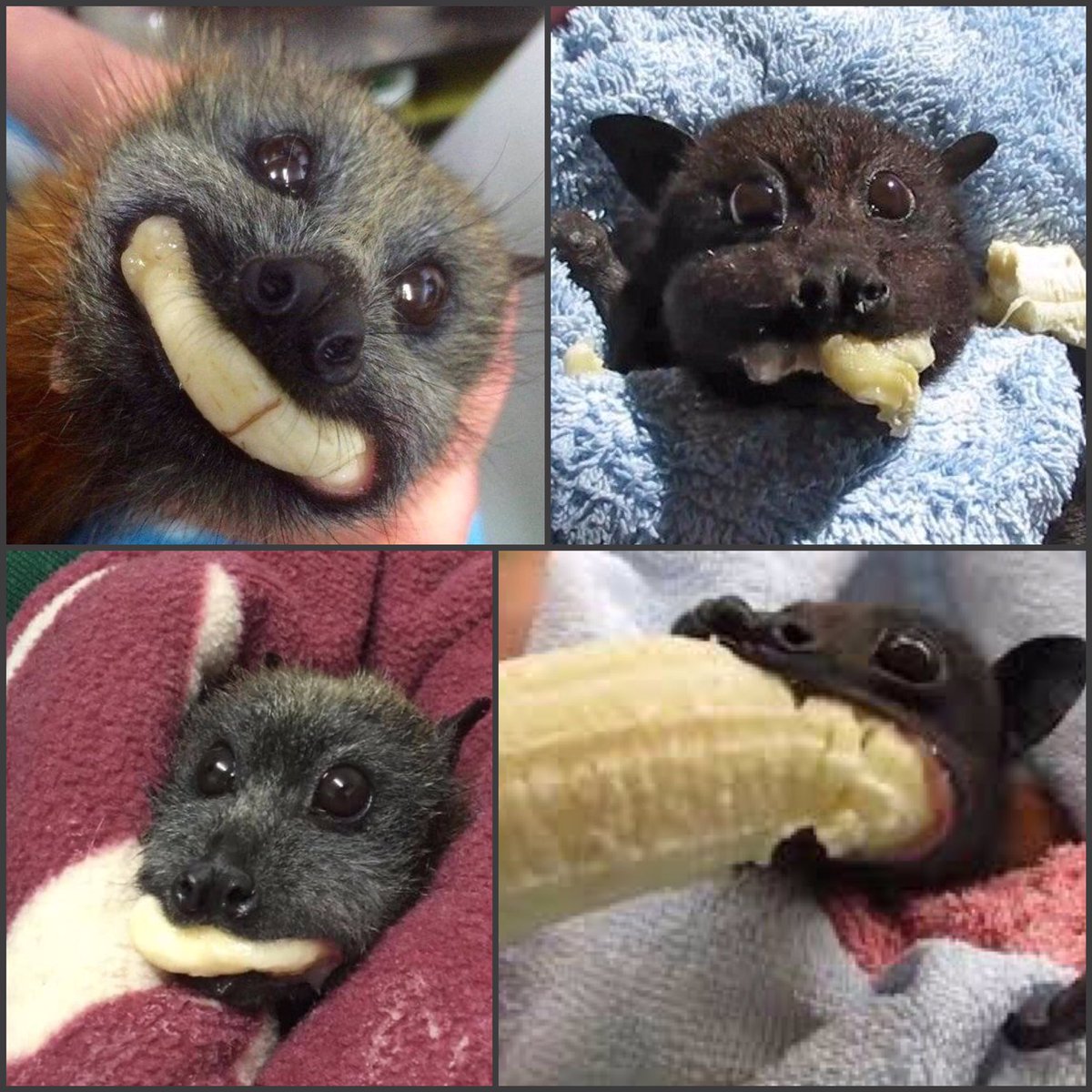 We’ve reached that point in the week where we would all benefit from seeing some baby bats eating bananas