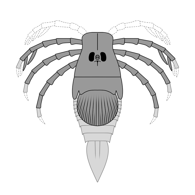 https://en.wikipedia.org/wiki/Megarachne#/media/File:20210116_Megarachne_hypothetical_reconstruction.png