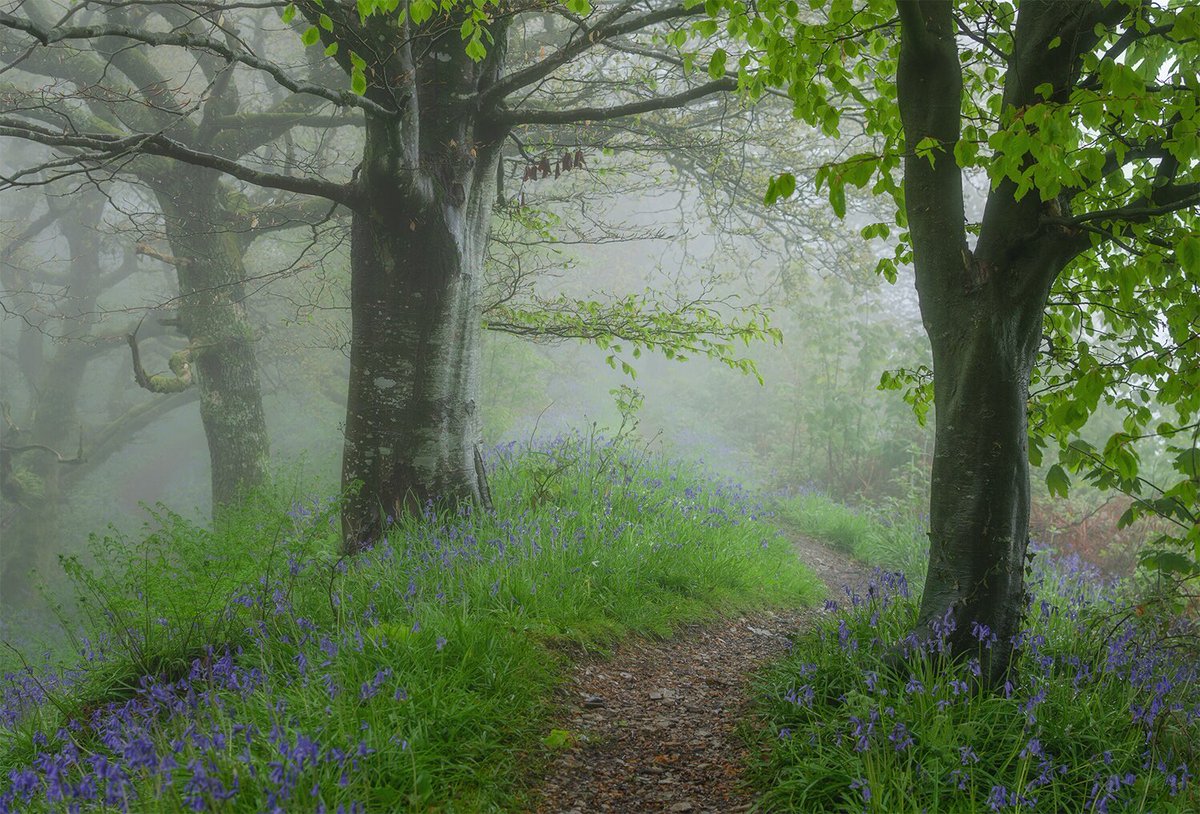 Not long now until the woods turn green again. I hope we get another morning like this one from last year. The fog was so thick it felt like the trees and I had been submerged, and Bluebells bloomed from the riverbed.