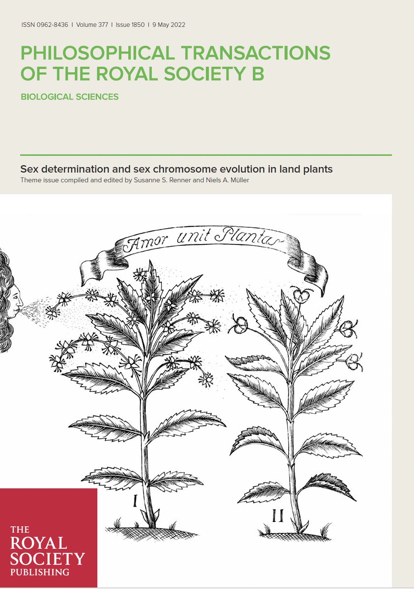 Botanical_'s tweet photo. This issue from @RSocPublishing Philosophical Transactions B is one of their most widely read & now FREE to access + it features work by a #BSAmember!
Sex determination & sex chromosome #evolution in land plants, edited by Susanne Renner & Niels Müller
https://t.co/GFZ8xBfr1P https://t.co/ns4s9zGgaD