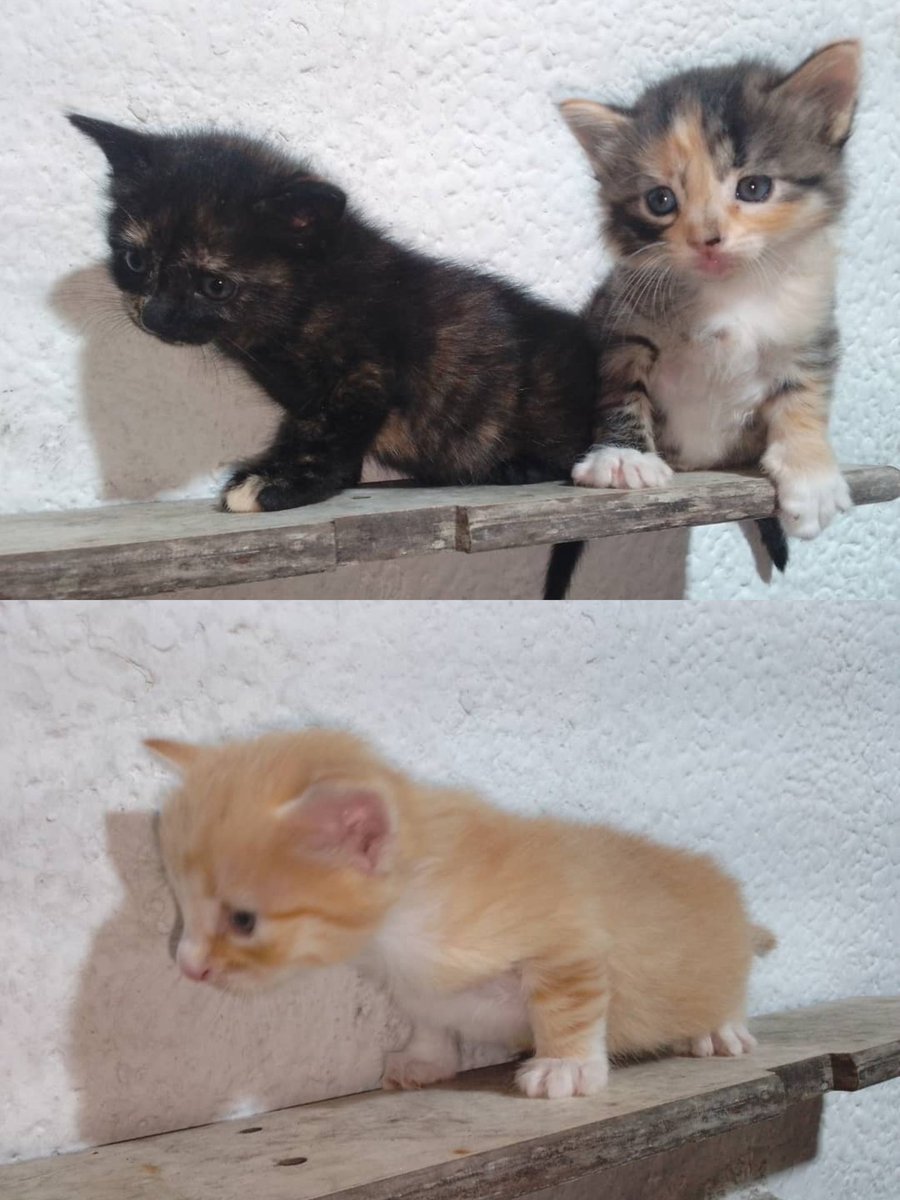 PerroUsuario Wof '•' tweet media