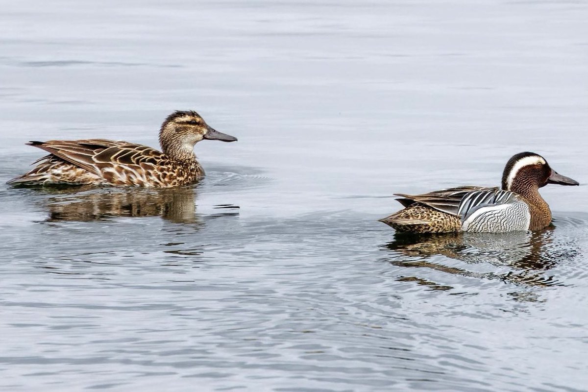 Woolston Eyes has had a ‘duck’ purple patch in the 1st quarter of 2024 with Lesser Scaup, Ruddy Duck, a pair of Ferruginous Ducks and a pair of Garganey. All photos @david93955 Great reserve attracting rare birds. Why not become a permit holder. woolstoneyes.com