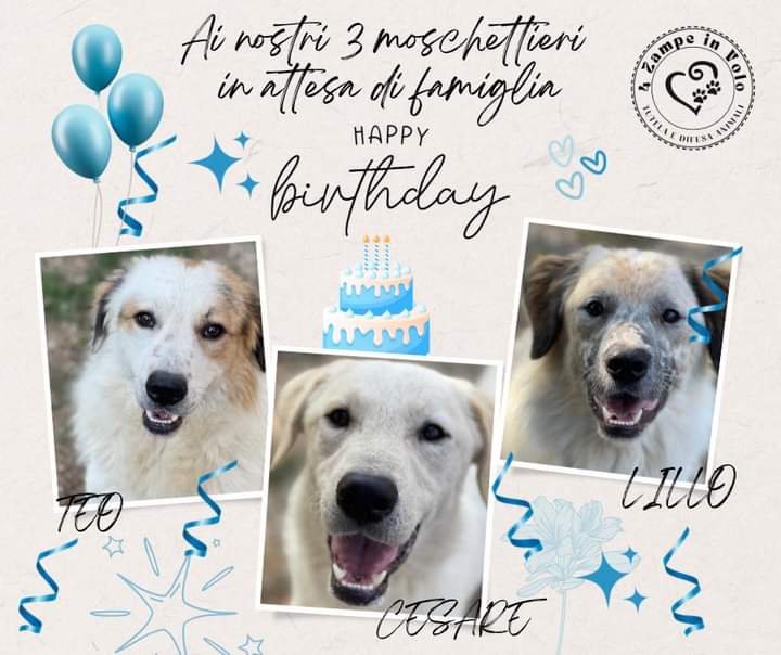 4zampeinvolo's tweet photo. 🐾 Oggi i nostri 3 moschettieri Lillo, Cesare e Teo compiono 3 anni!
La loro storia è simile a quella di molti cani del Sud Italia.
Per info: Chiamate il 3792564110
📧 quattrozampeinvolo@gmail.com
Per Conoscerli si trovano in stallo presso il Rifugio Ti Affido Fido di Gorgonzola. https://t.co/7QKRuA7kKN