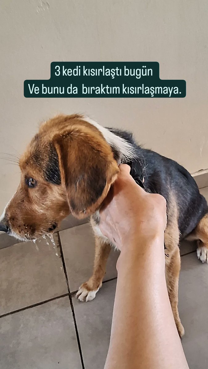 Evet dün bahçeye gelen iki yıldır yakalayamadım azılı erkek kediyle birlikte iki kedi daha kısırlaştı. Bu köpüşde bırakılalı epey oldu ,kaçıyordu ,bugün buda yakalandı kısırlaşmaya bıraktık..