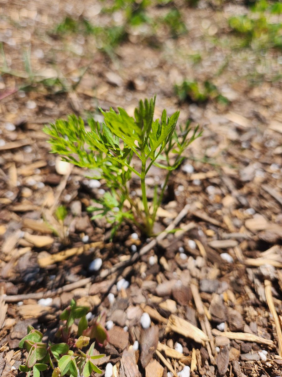 Courtesy of Groves Garden Club: lettuce, tomatoes, and carrots coming soon! <a href="/HumbleISD_GE/">Groves Elementary</a> <a href="/Angela_bland1/">Angela Bland</a> <a href="/stephanie_dye11/">Stephanie Dye</a> <a href="/wheelerteaches/">𝙲𝚘𝚍𝚢 𝚆𝚑𝚎𝚎𝚕𝚎𝚛</a>