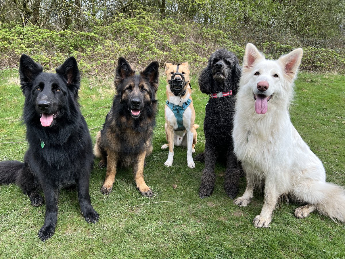 The muddy, squelchy fields and trails are certainly making the pooches happy. No comment from me 🤣