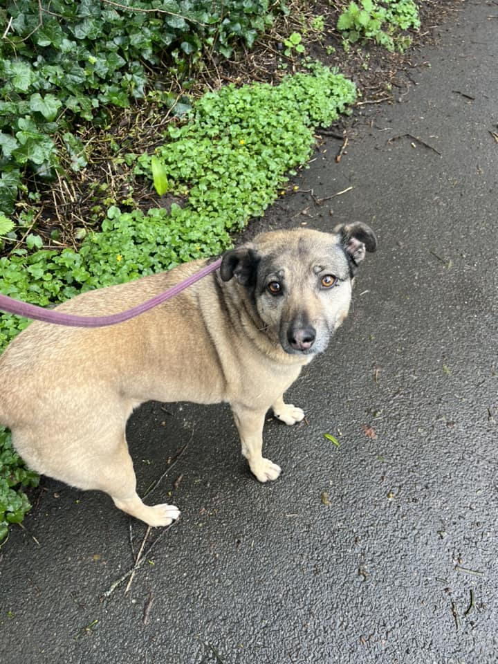 URGENT LONG TERM FOSTER NEEDED FOR LITTLE CORA
The Rescue have had Cora returned to us she came to the U.K in 2016 and was rehomed to a couple. Both of them died and left Cora homeless she is 10 years old
#GoldenOldie #Worcestershire #Worcester #Foster #Staffordshire #Oxfordshire