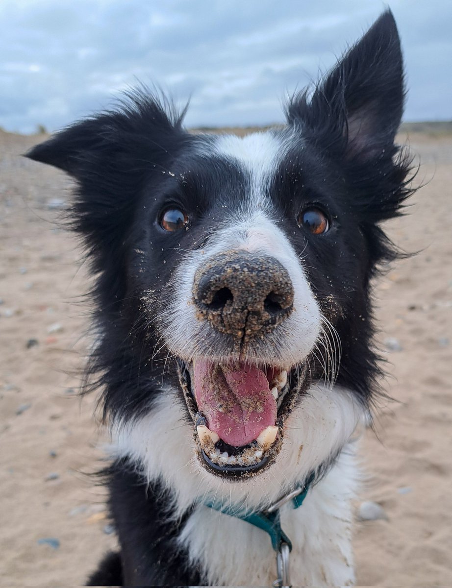 Boop ??? Someone is pleased nighttime beach walks are back