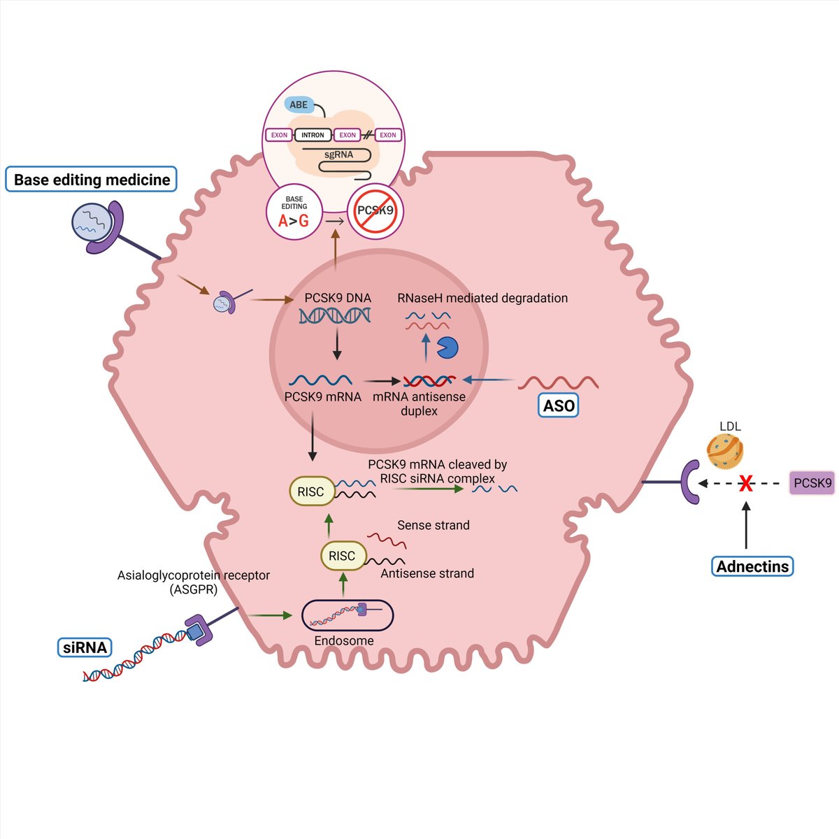 New Approaches for Targeting PCSK9: Small-Interfering Ribonucleic Acid and Genome Editing ahajournals.org/doi/10.1161/AT…