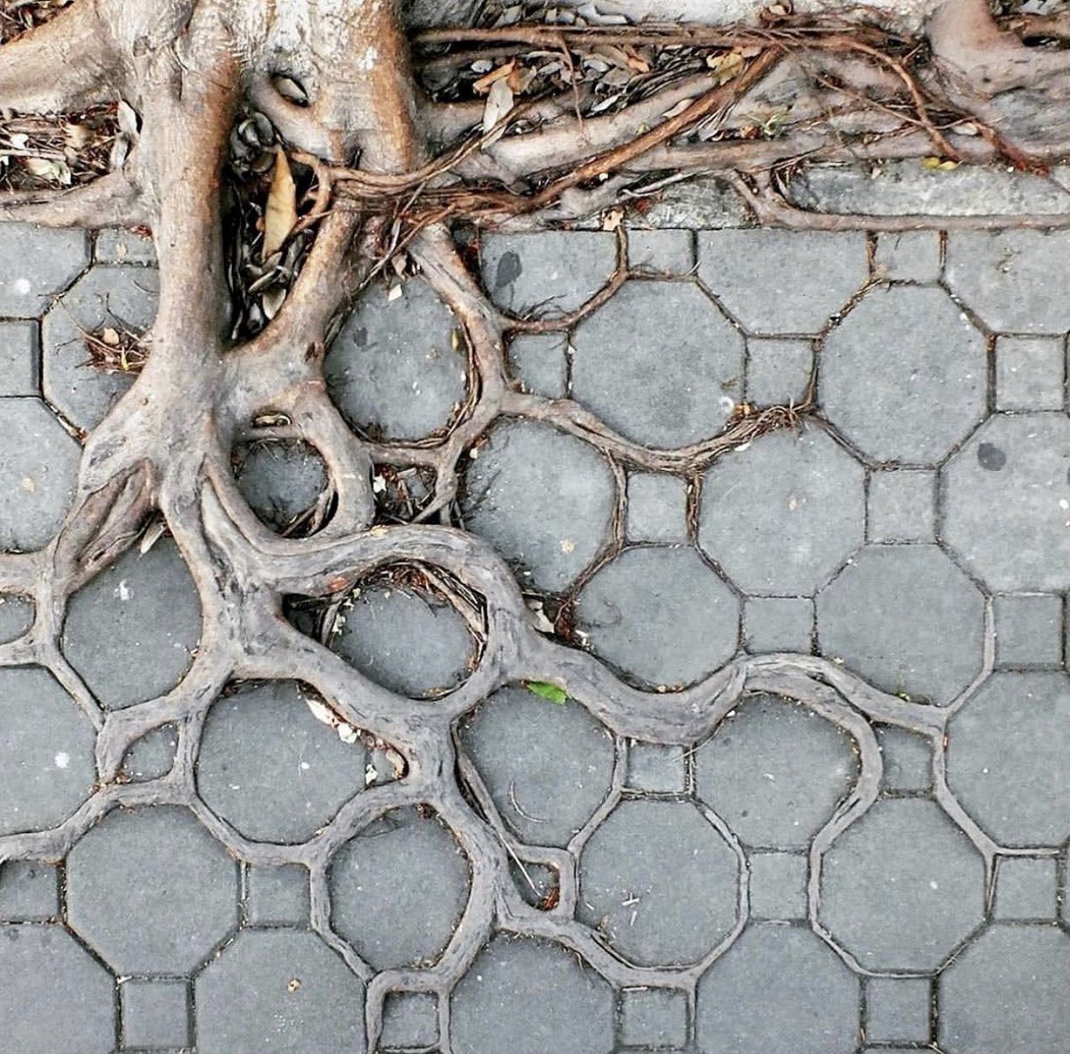 21. Nature always finds a way