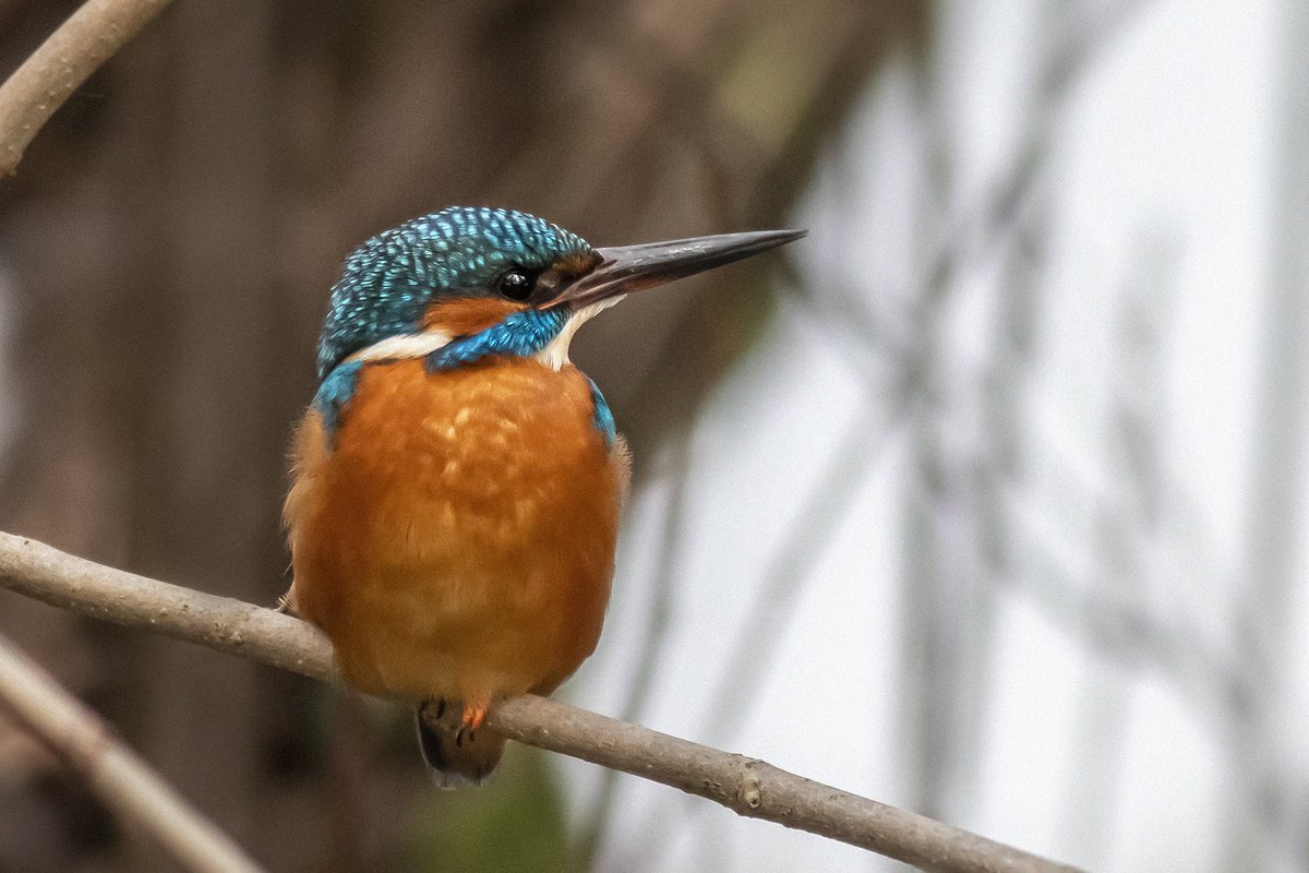 karits.eu/index.php/2022…
#CommonKingfisher #Kingfisher #BirdPhotography #BirdWatching #NaturePhotography #WildlifePhotography #BirdsOfInstagram #NatureLovers #WildlifeWednesday #BirdWatchingAdventures #BirdsofEurope