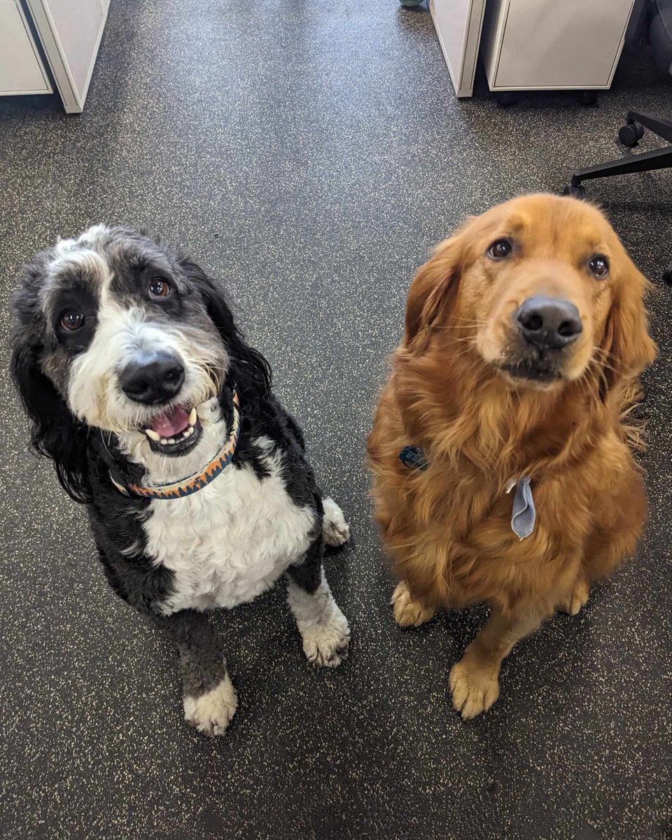 When you can't get your furry co-workers to smile in the same pic. 🤦‍♀️🤣