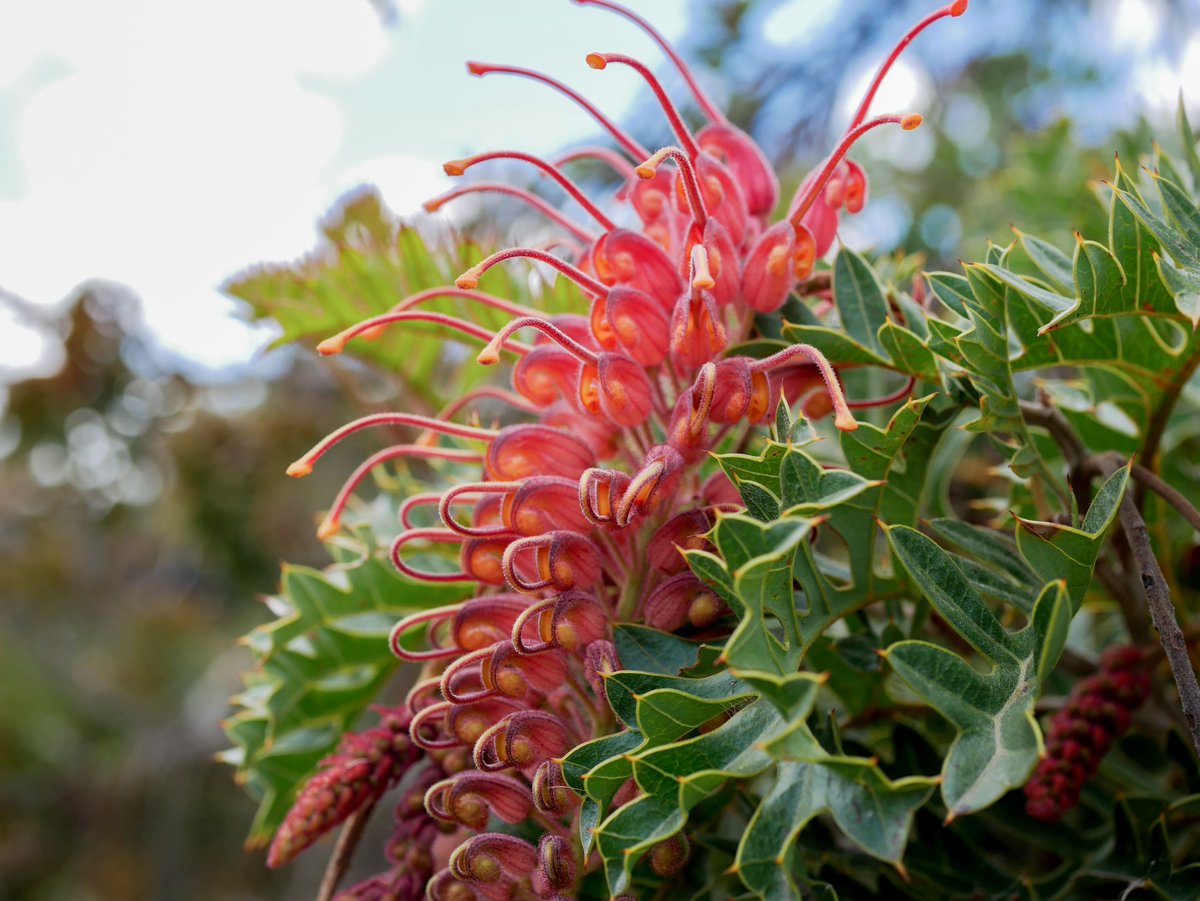 𝐺𝑟𝑒𝑣𝑖𝑙𝑙𝑒𝑎 𝑏𝑖𝑝𝑖𝑛𝑛𝑎𝑡𝑖𝑓𝑖𝑑𝑎, commonly known as fuchsia grevillea, is a native shrub endemic to Western Australia's south-west. 🌿 Take a closer look at this special species on your next visit to the Arbour Garden at Royal Botanic Gardens Cranbourne.