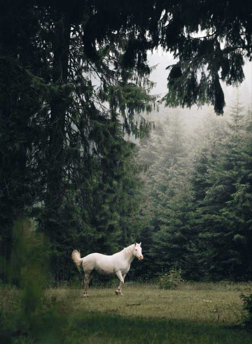 اخضِرار 🍃 (@picgreen) on Twitter photo 