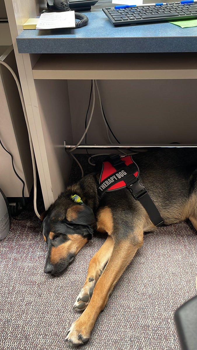 MeganHuenemann's tweet photo. I guess Thursday was ruff. #librarydog #norristitans https://t.co/W4vsJ3NPsK